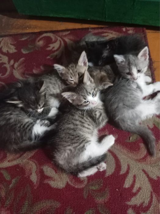 Отдам котят в добрые руки