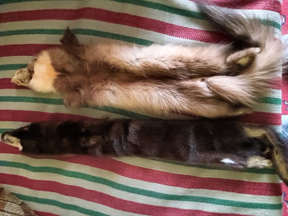 Шкурки норка,собаль.