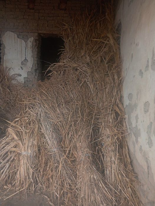 Juvari poya sotiladi 1000 vog' qoldi