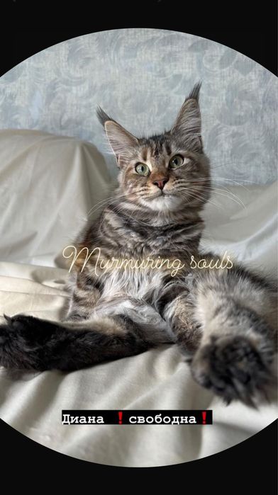 Котята Мейнкуны!