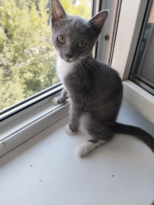 Отдам котёнка в добрые руки