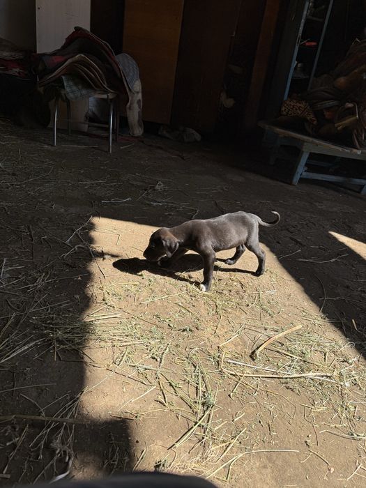 Тазы күшіктер.