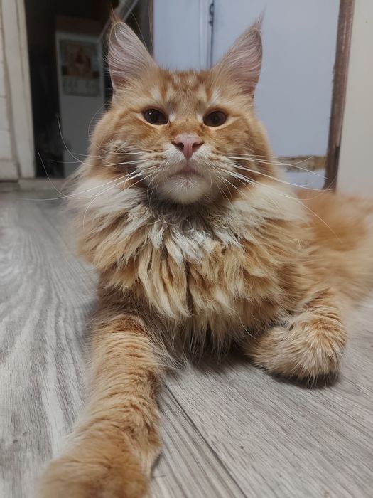 Май кун возраст 2 года