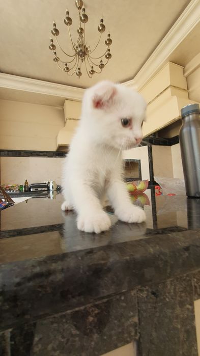 Skotish fold bolasi 1.5 oylik