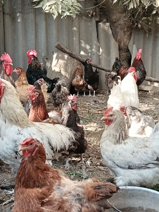 Продам домашних курей и петухов