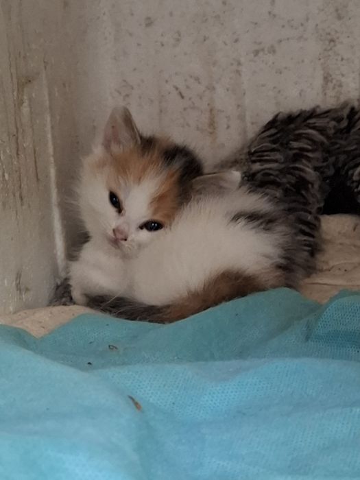 Котята и мама кошка ищет дом!