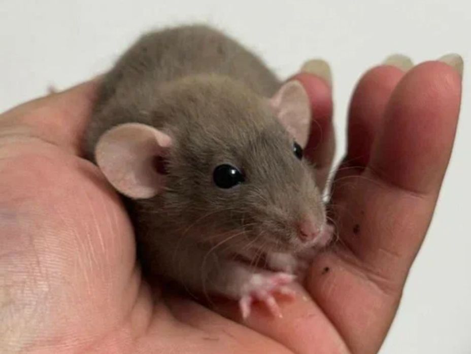 Крыски декоративные