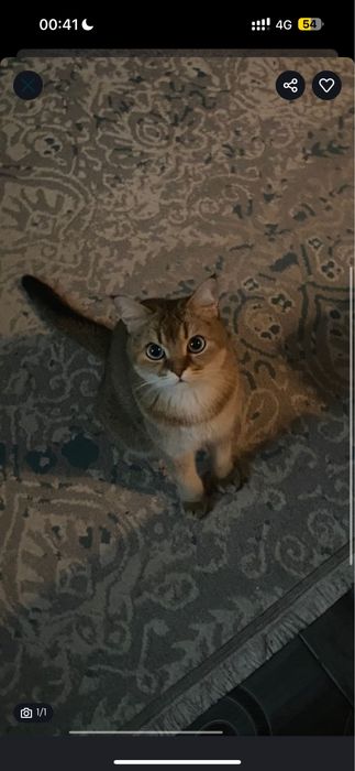 шотландский кот хороший