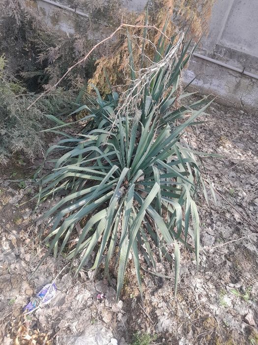 Юка декоративное растение