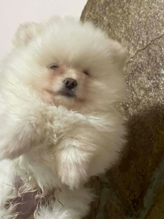 Малки  кученца- пумеран