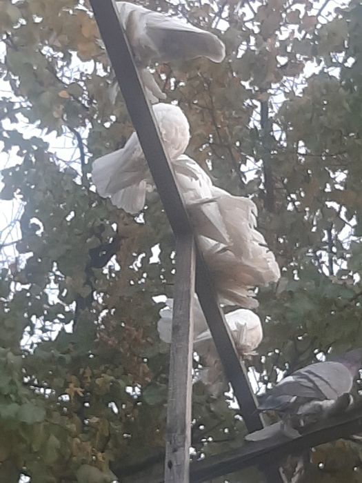 Голуби с лохмами