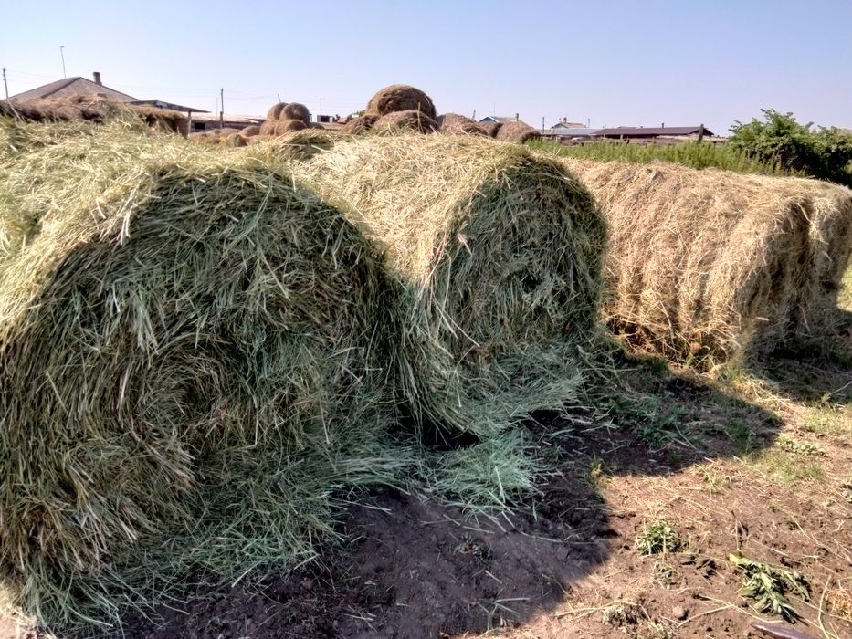 Продам сено в  рулонах