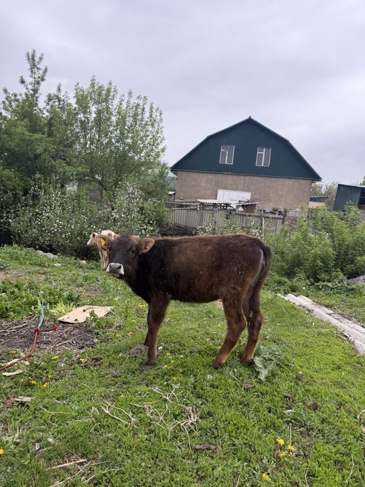 Продам 2 бычка две телки