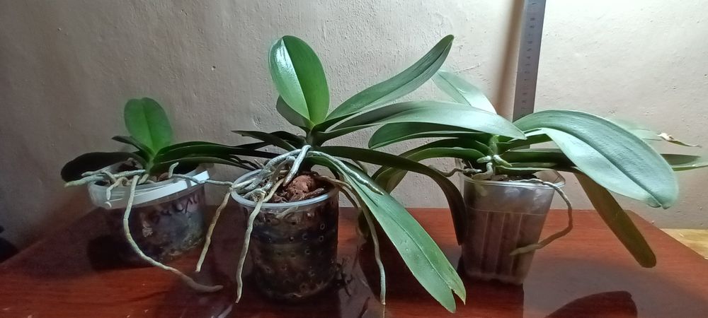 Домашние растения Орхидеи.