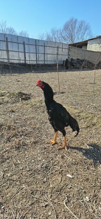 Jujalar maydi oxirida chiqqan hamma joyi sog 600000 mingdan