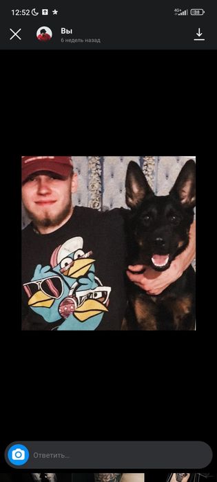 Пропала овчарка в рабочем