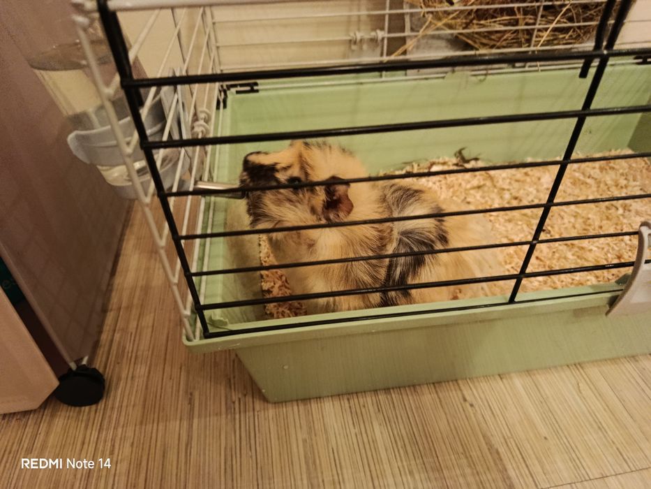 Морско свинче с клетка