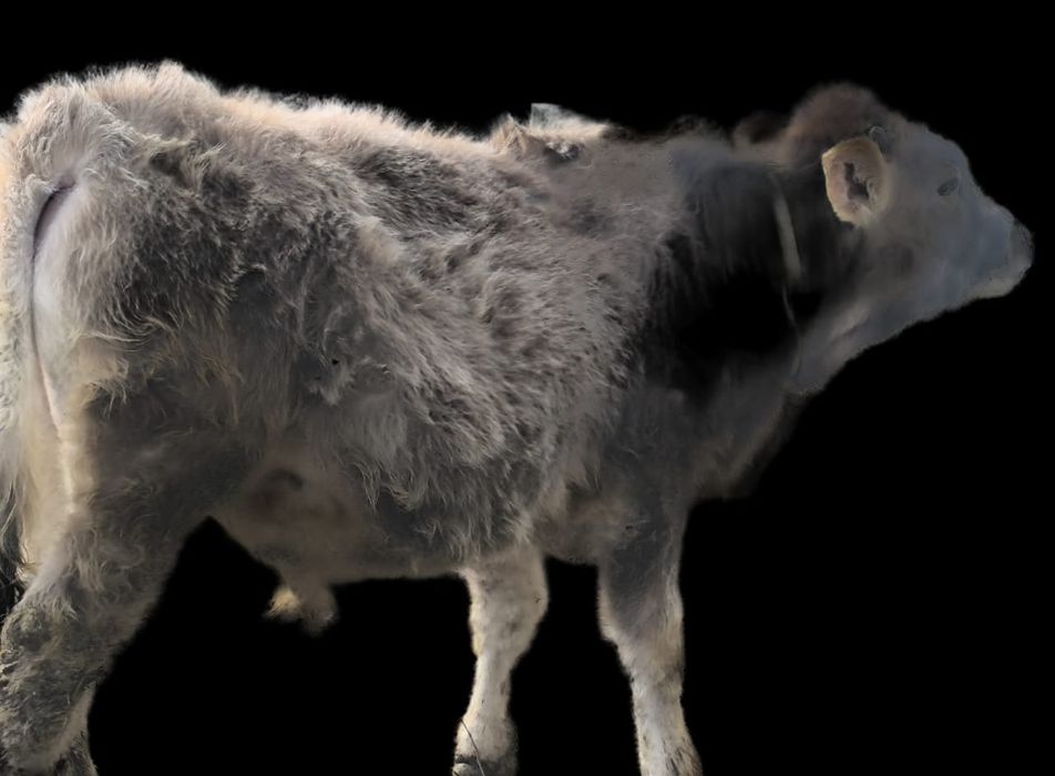 Срочно продам бычка