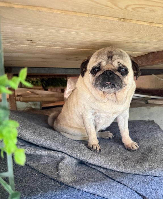 Mops kuchu sotiladi qiz bola