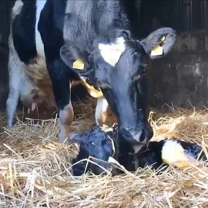 Сметана домашняя оптом қаймақ 70%