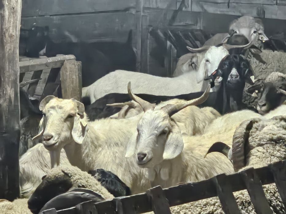 Vând capre si țapi!