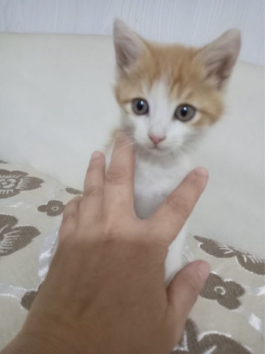 Котенок маленкий