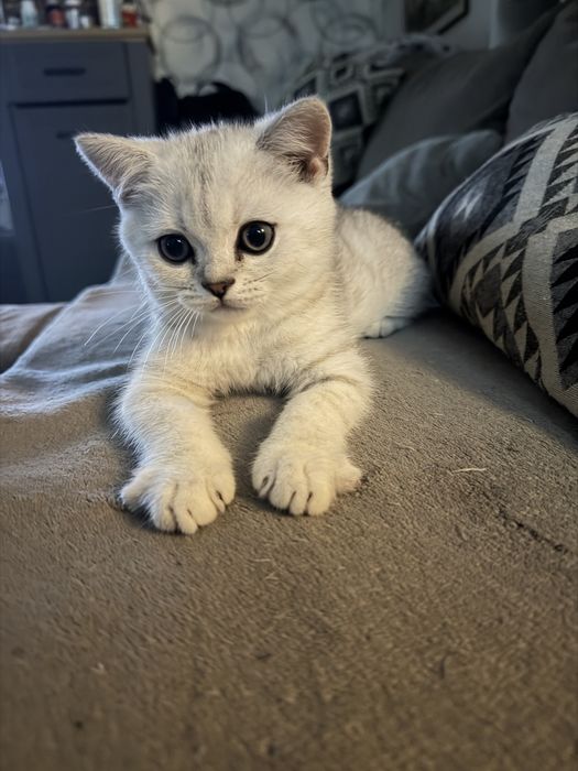 British shorthair chinchilla