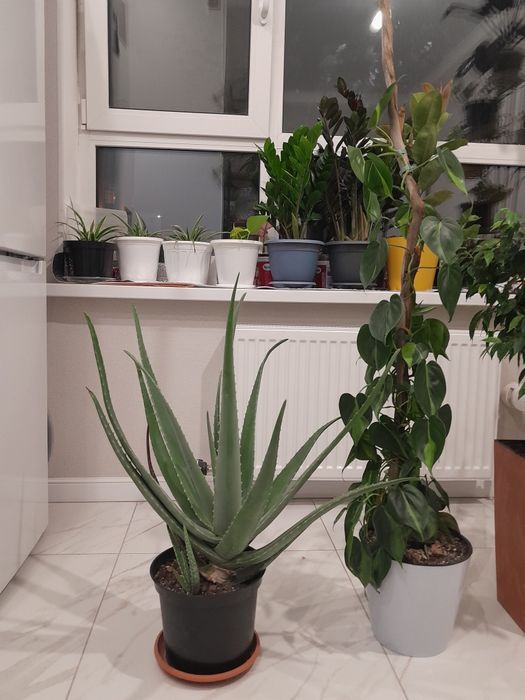 Комнатные растения район Ханшатыра