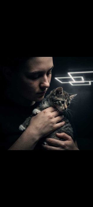 Продаю котят срочно.