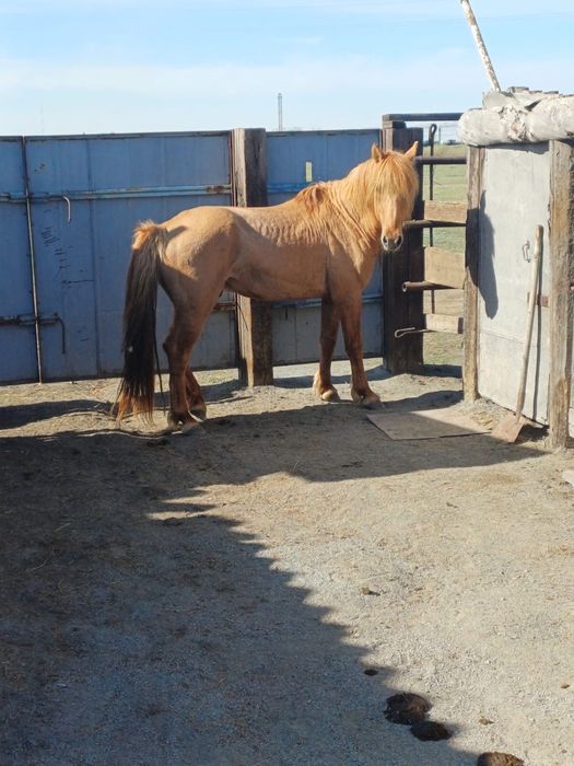 Продаю Жеребец 10 лет