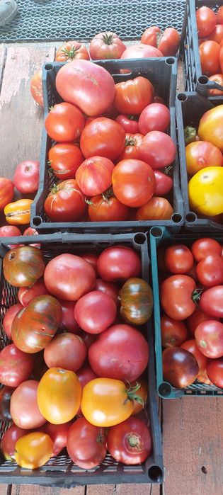 Продам домашние помидоры