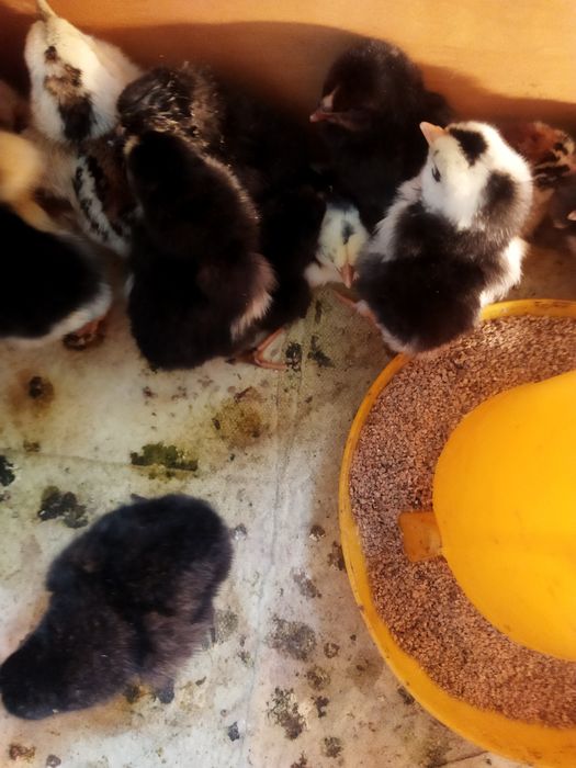 Продам домашних суточных цыплят