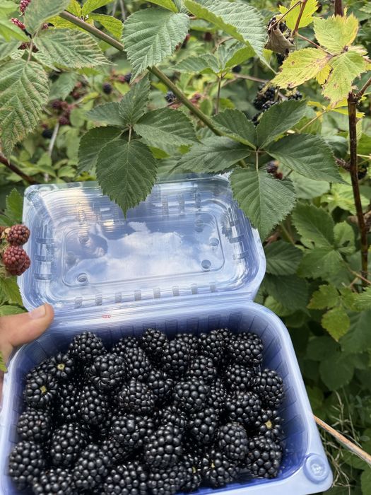 Teren extravilan  13600 mp/ afacere / plantatie mure