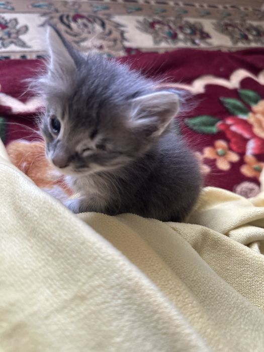 кошкии маленнькиеееее
