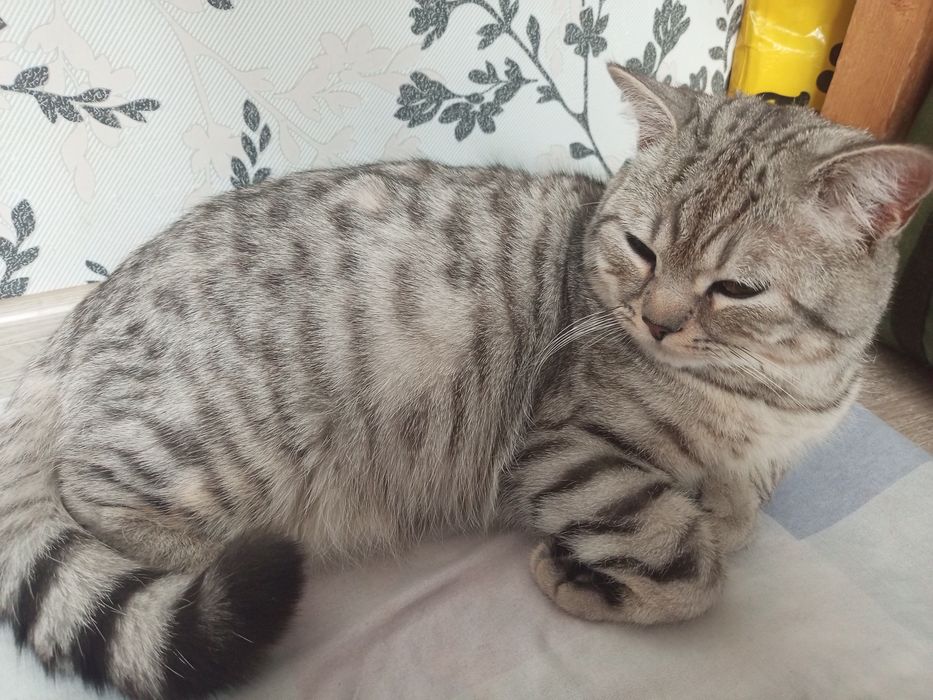 Вязка Кота, Скоттиш страйт