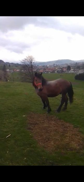 Armasar,noatin de vanzare