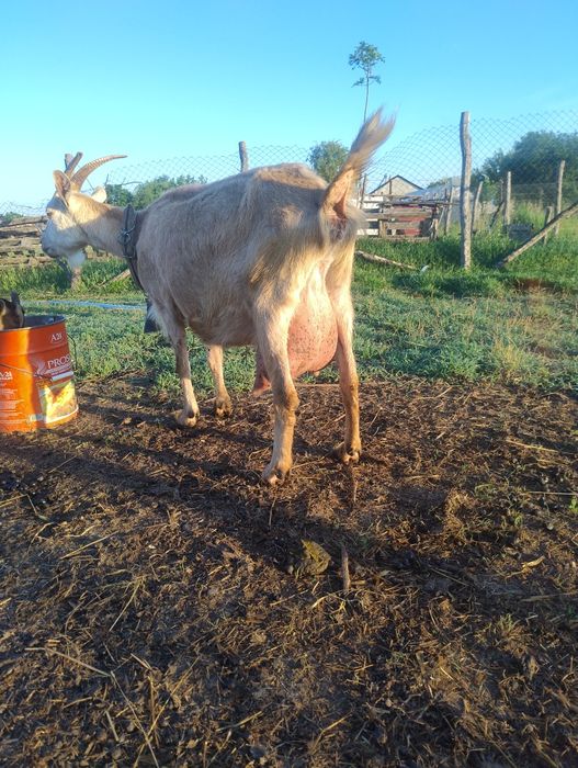 Văd edute  alpin francez din capre bune de lapte