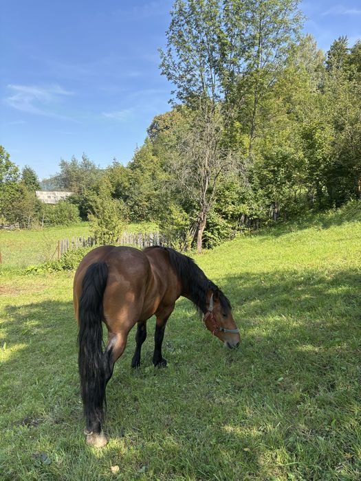 Vand cal, castrat, 4 anii