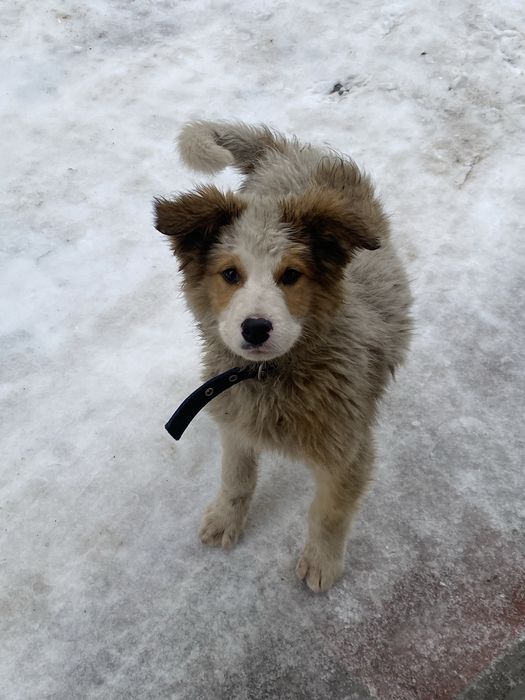 Щенок, пес, пёс, собака, собачка