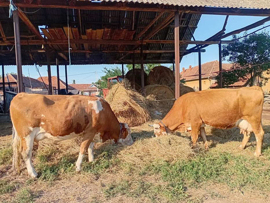 La alegere o vacă