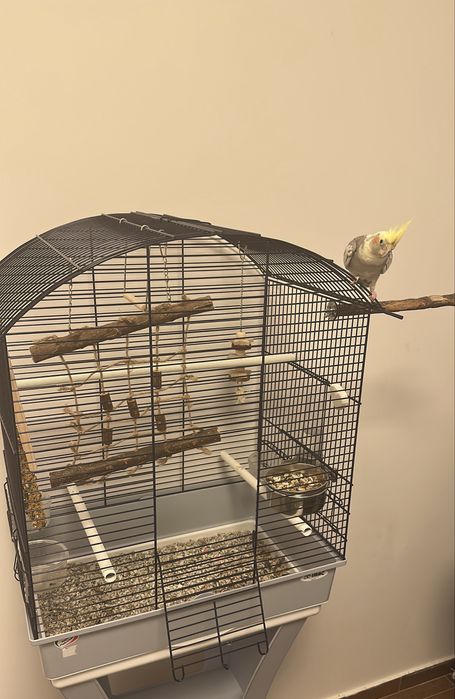 Papagal nimfa cu cusca