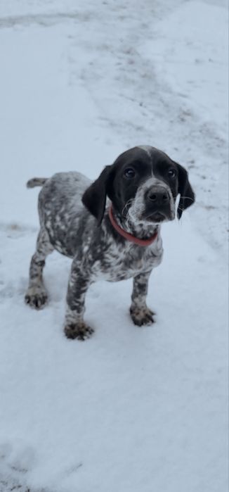 Brac german par scurt