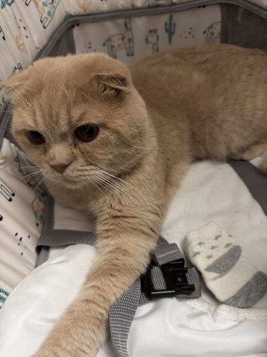 Продаются котята Скоттиш страйт