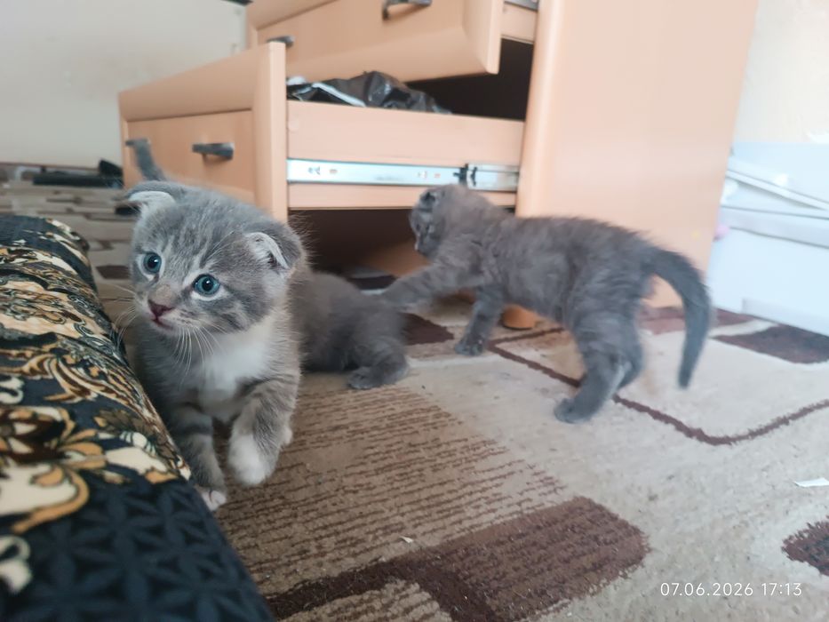Котята скотиш фолд