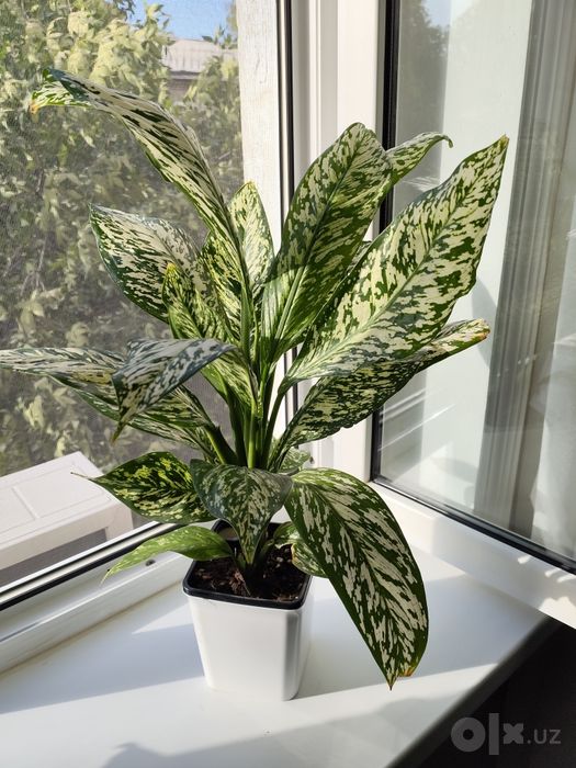 Прекрасные комнатные цветы