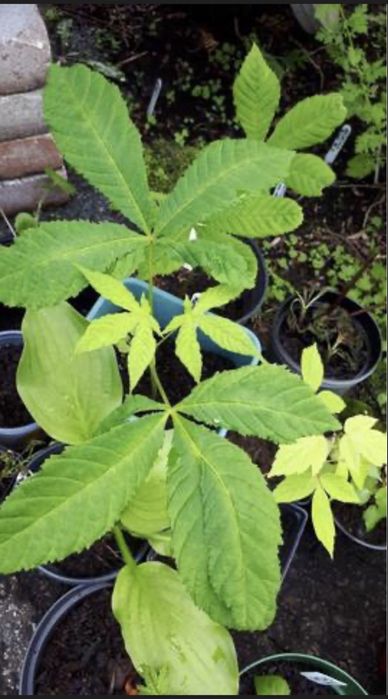 Castan Puiet Comestibil Anul 3