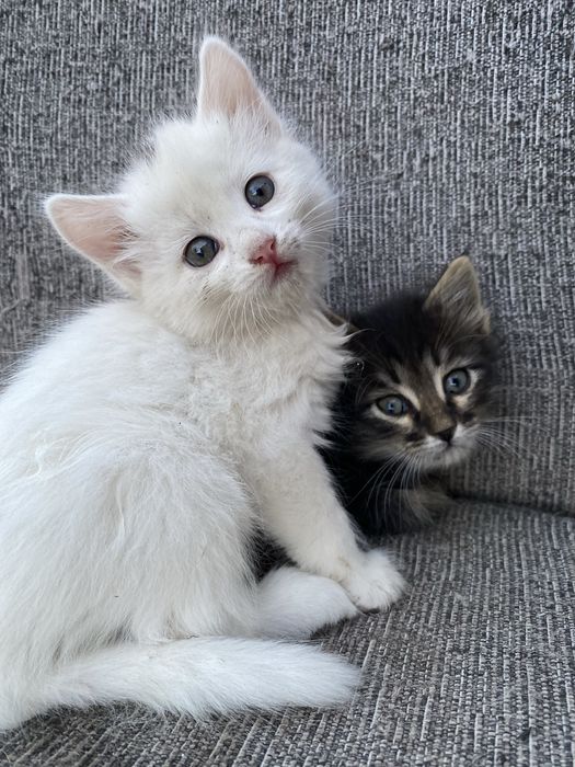 Отдам котят в хорошие ручки