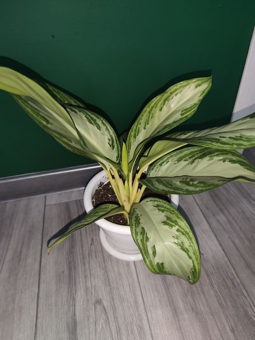 Продам домашнюю Аглонему