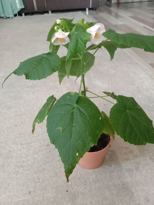 Изумительный цветок