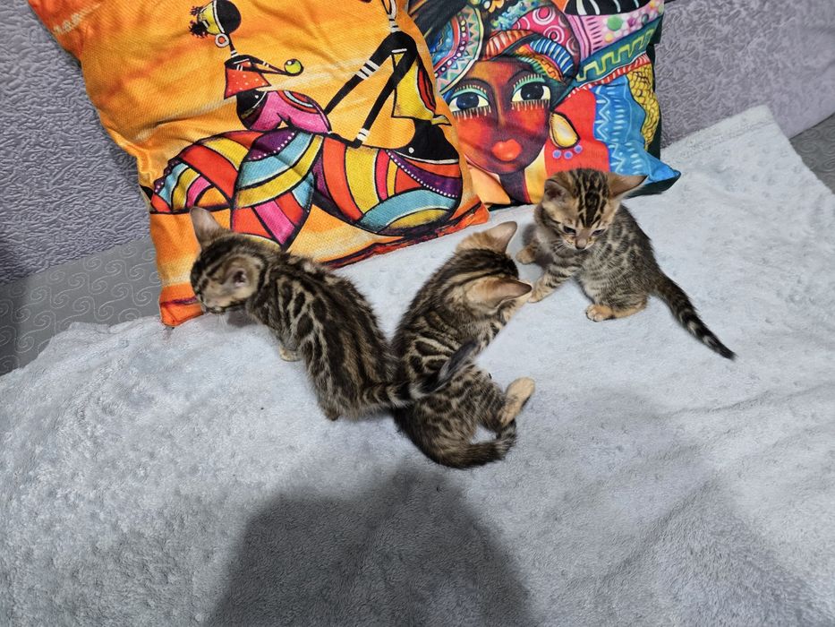 Продам котят бенгальские